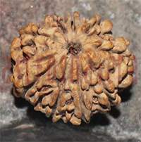 9 mukhi 23- 22.2x20x18.1